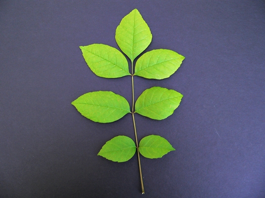 {Fraxinus americana}